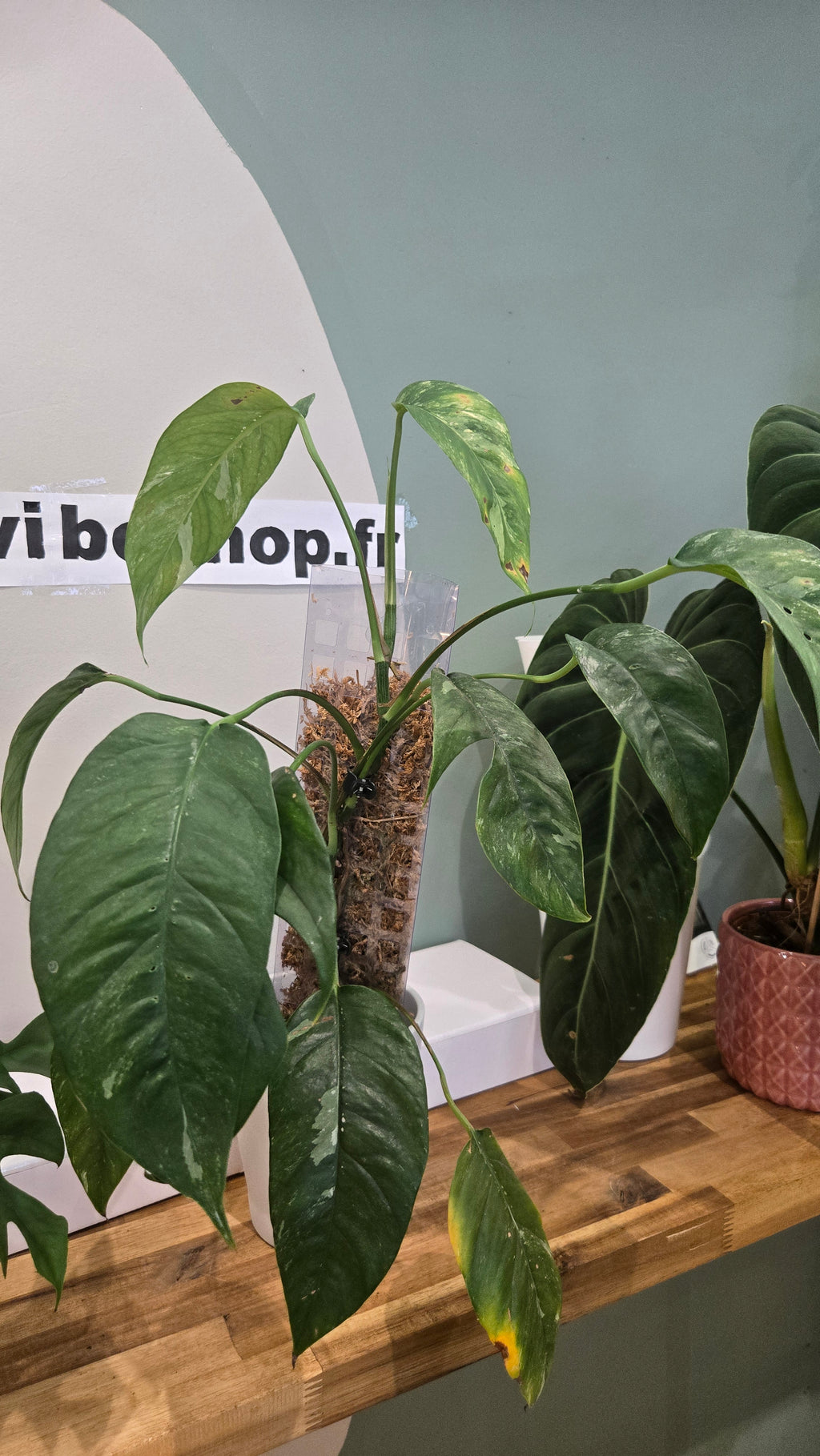 EPIPREMNUM PINNATUM VARIEGATA