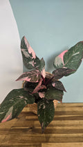 PHILODENDRON PINK PRINCESS MARBLE