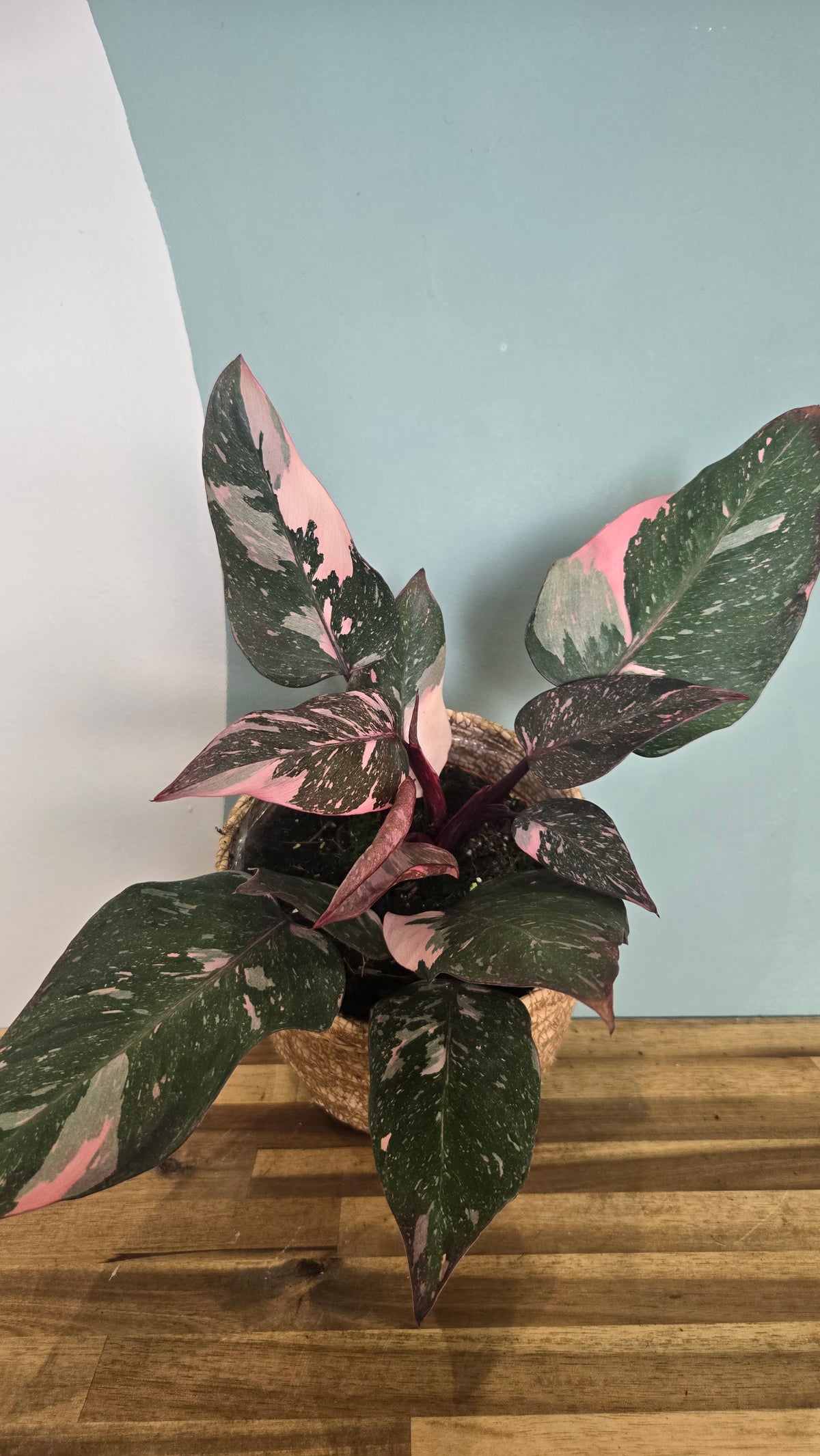 PHILODENDRON PINK PRINCESS MARBLE