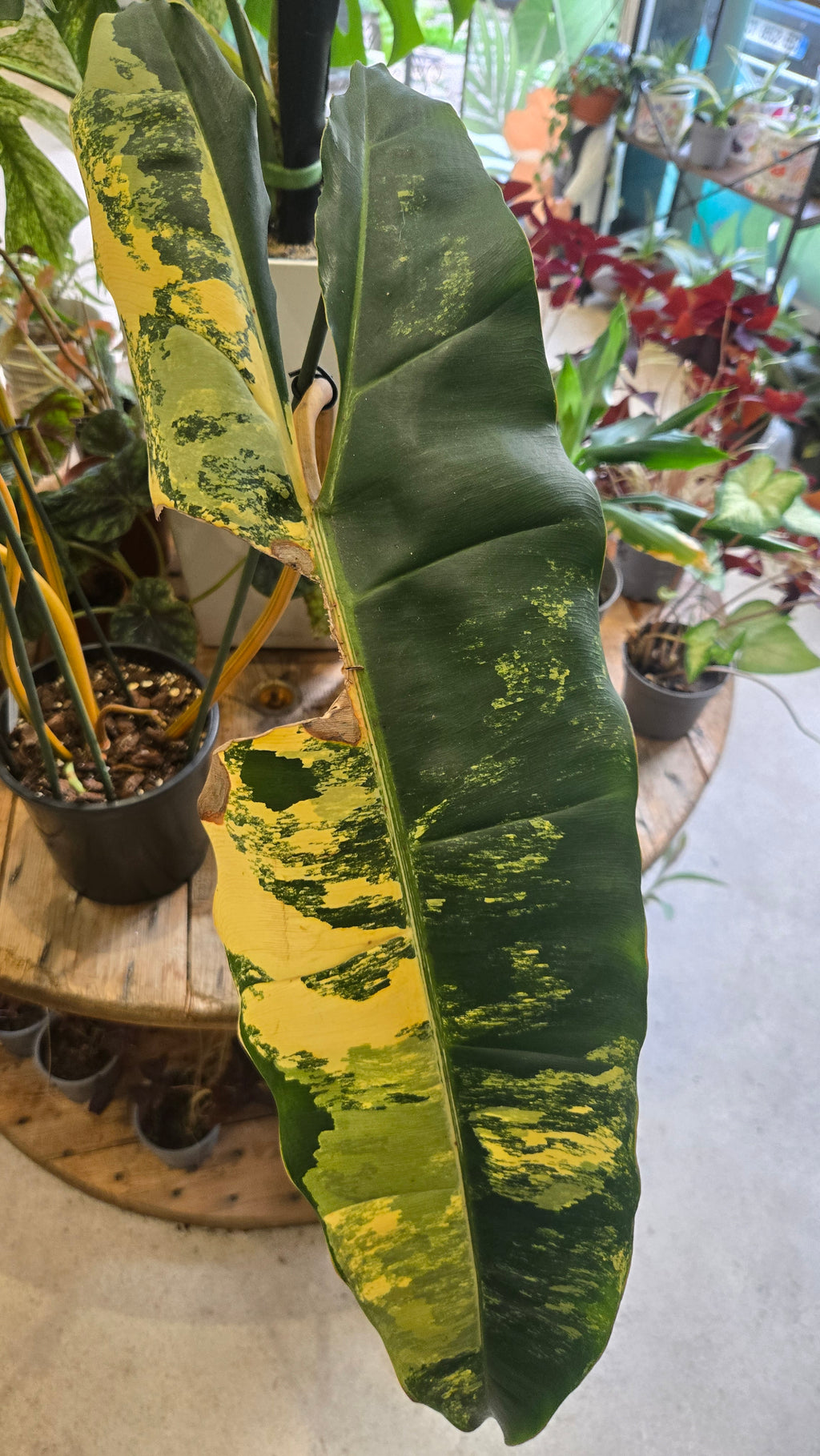 philodendron billitiae variegata