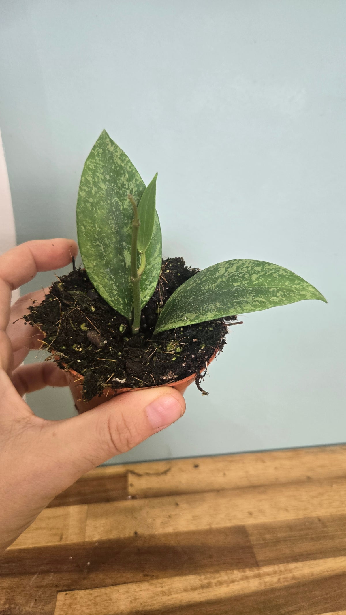 HOYA RANGSAN