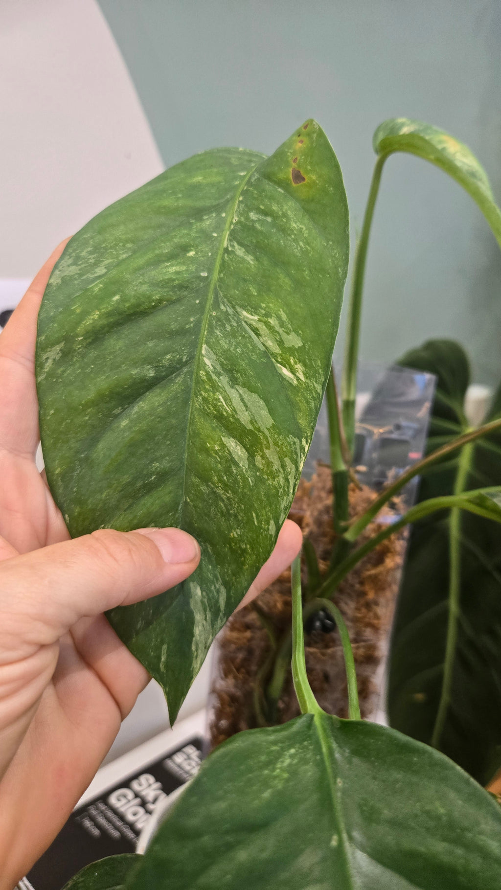 EPIPREMNUM PINNATUM VARIEGATA