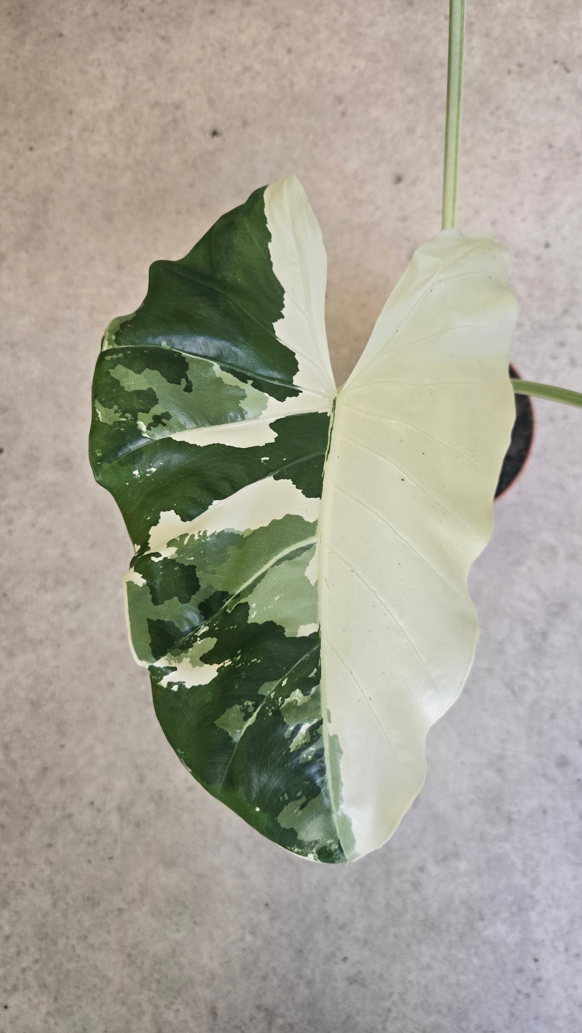ALOCASIA MACRORRHIZA VARIEGATA