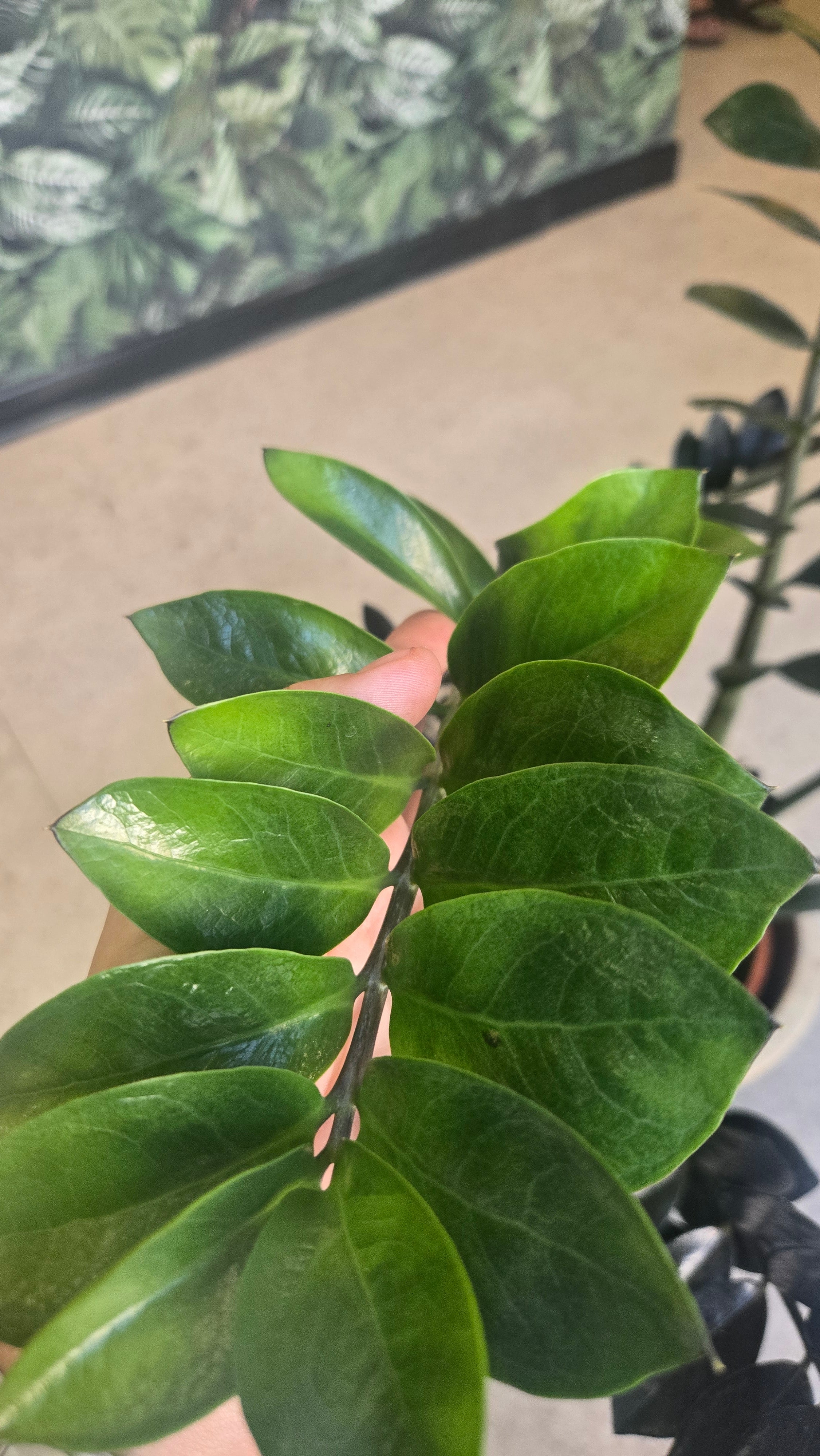 Zamioculcas zamifolia raven