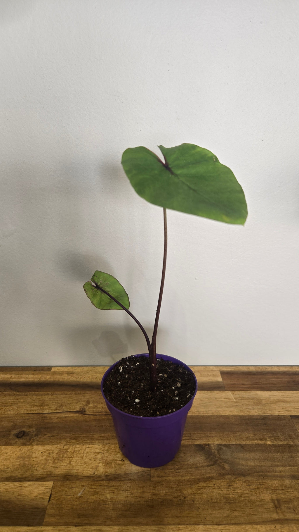 COLOCASIA PHARAOH'S MASK