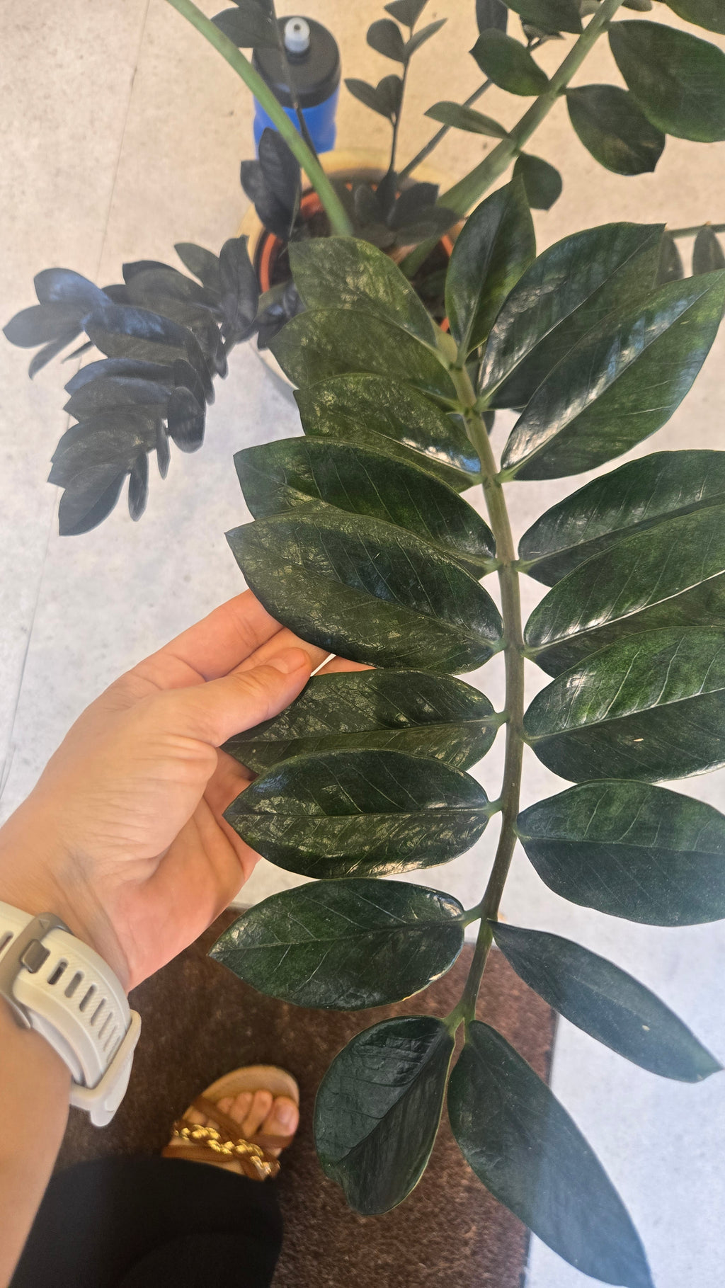 Zamioculcas zamifolia raven