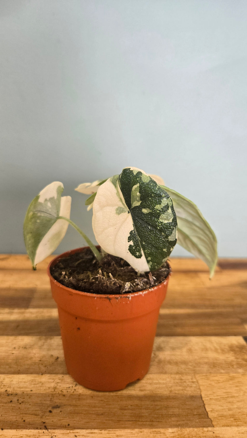 ALOCASIA MELO VARIEGATA