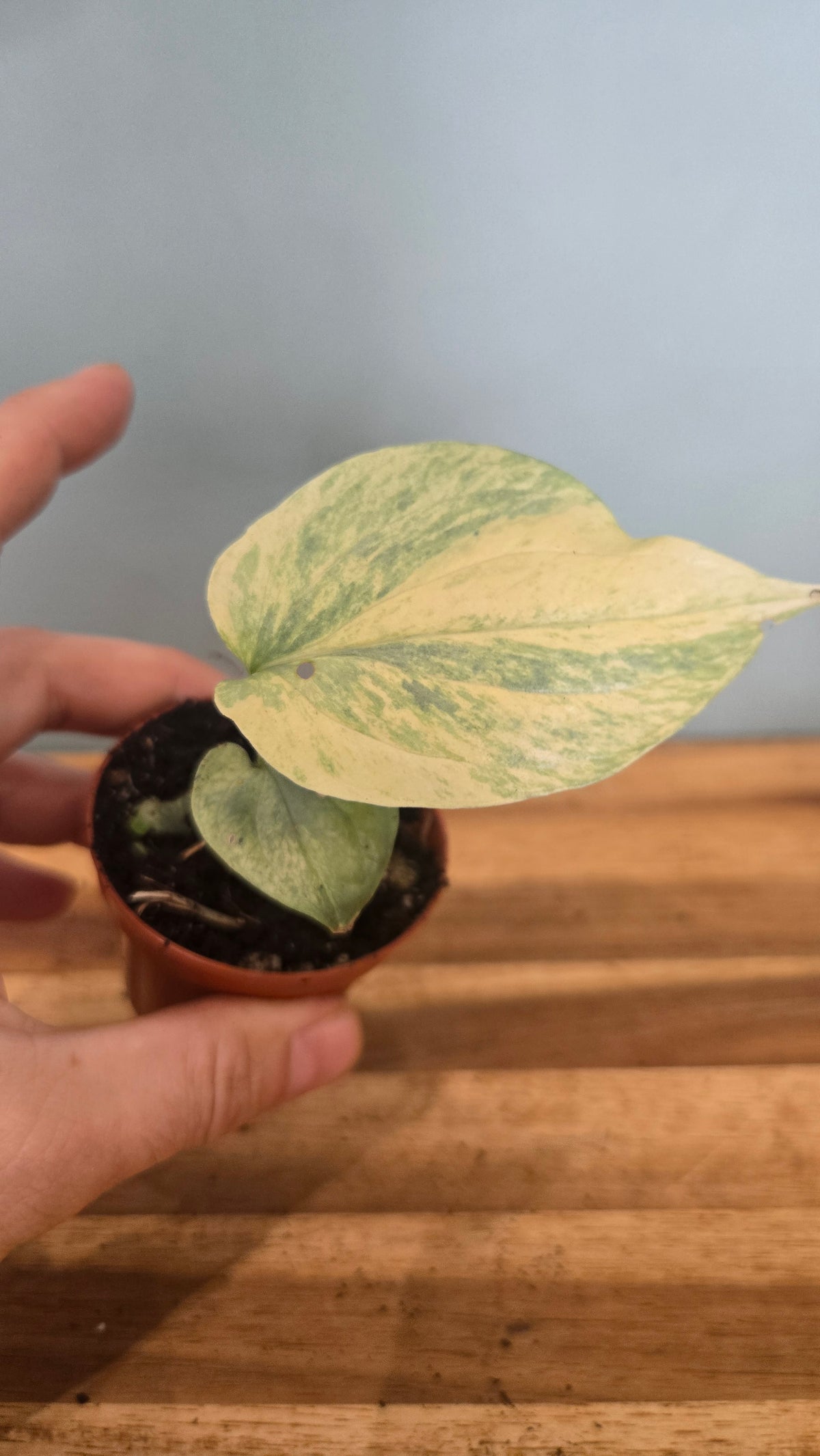 AMYDRIUM MEDIUM SILVER VARIEGATA
