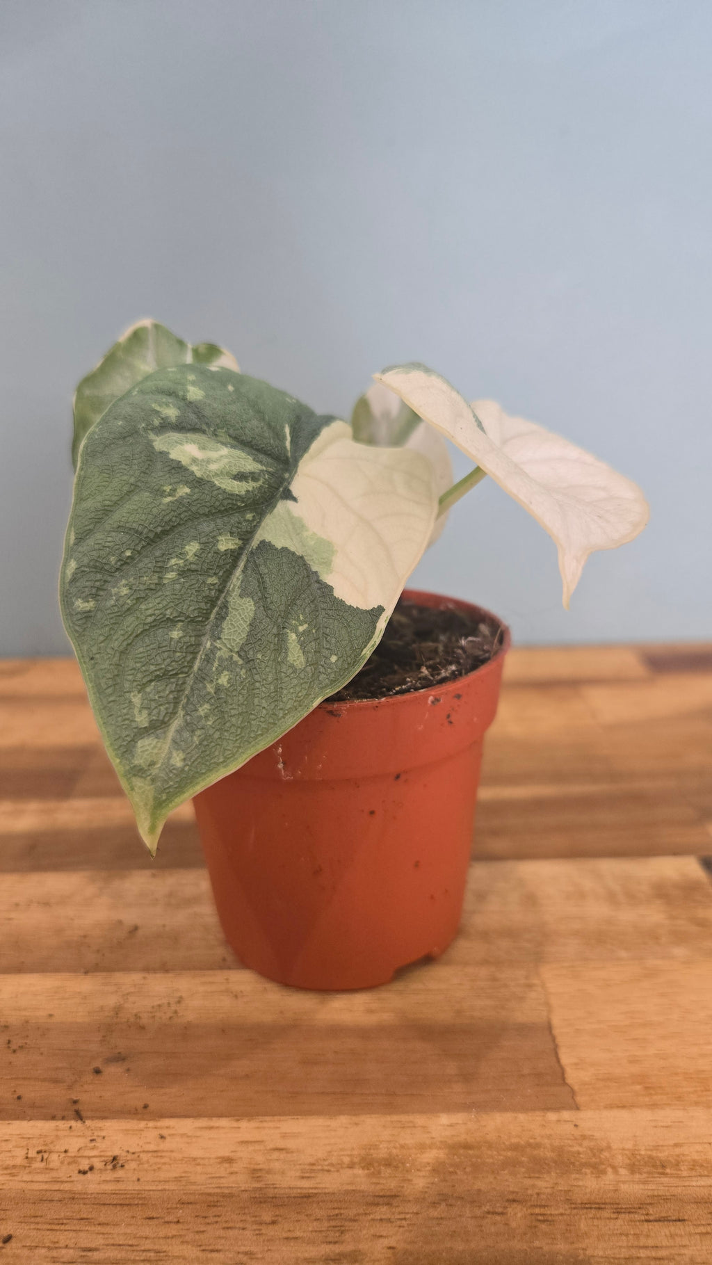 ALOCASIA MELO VARIEGATA
