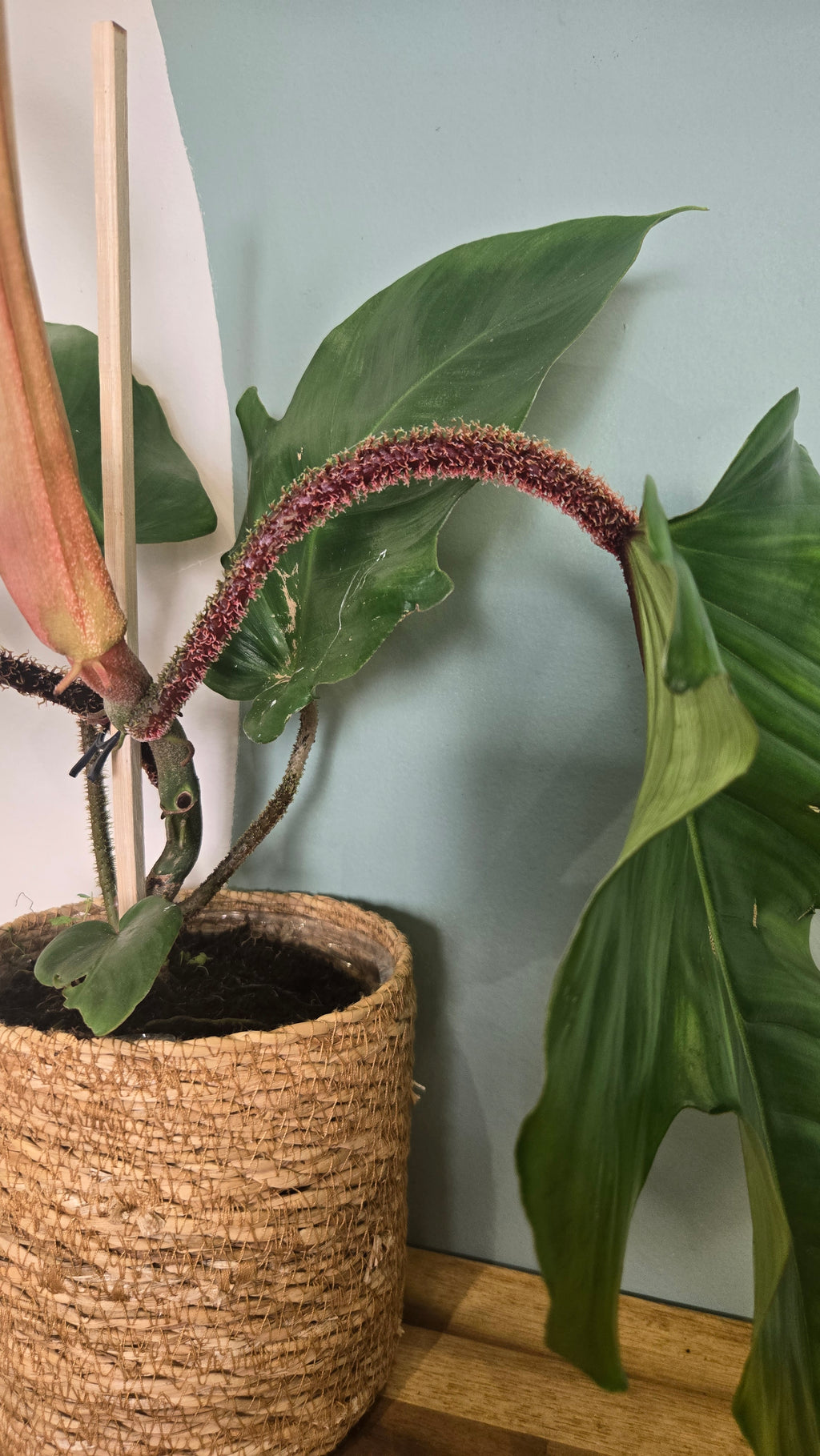 PHILODENDRON SQUAMIFERUM