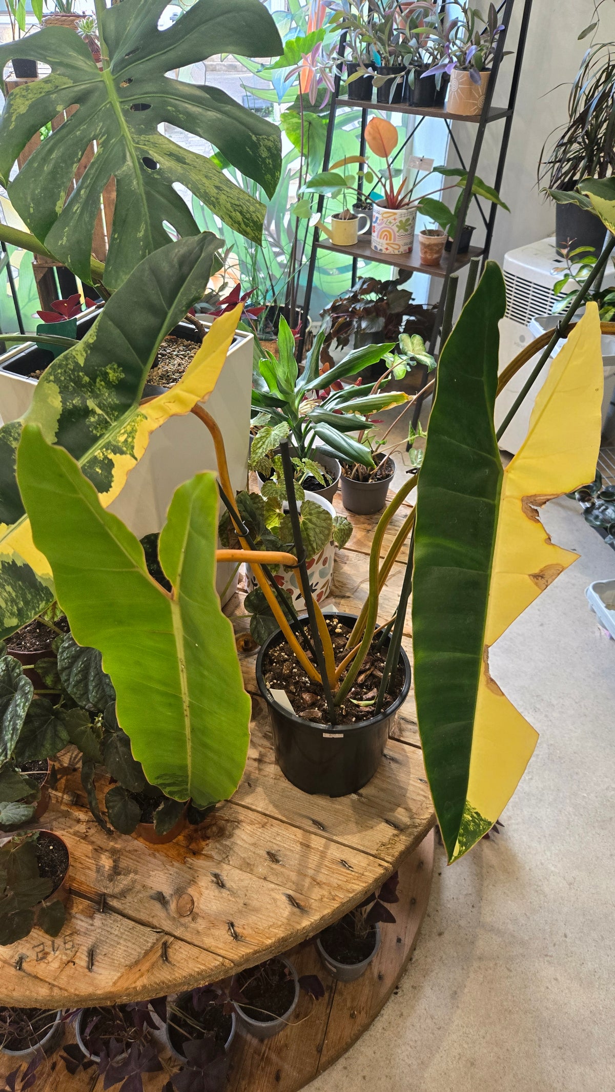 philodendron billitiae variegata