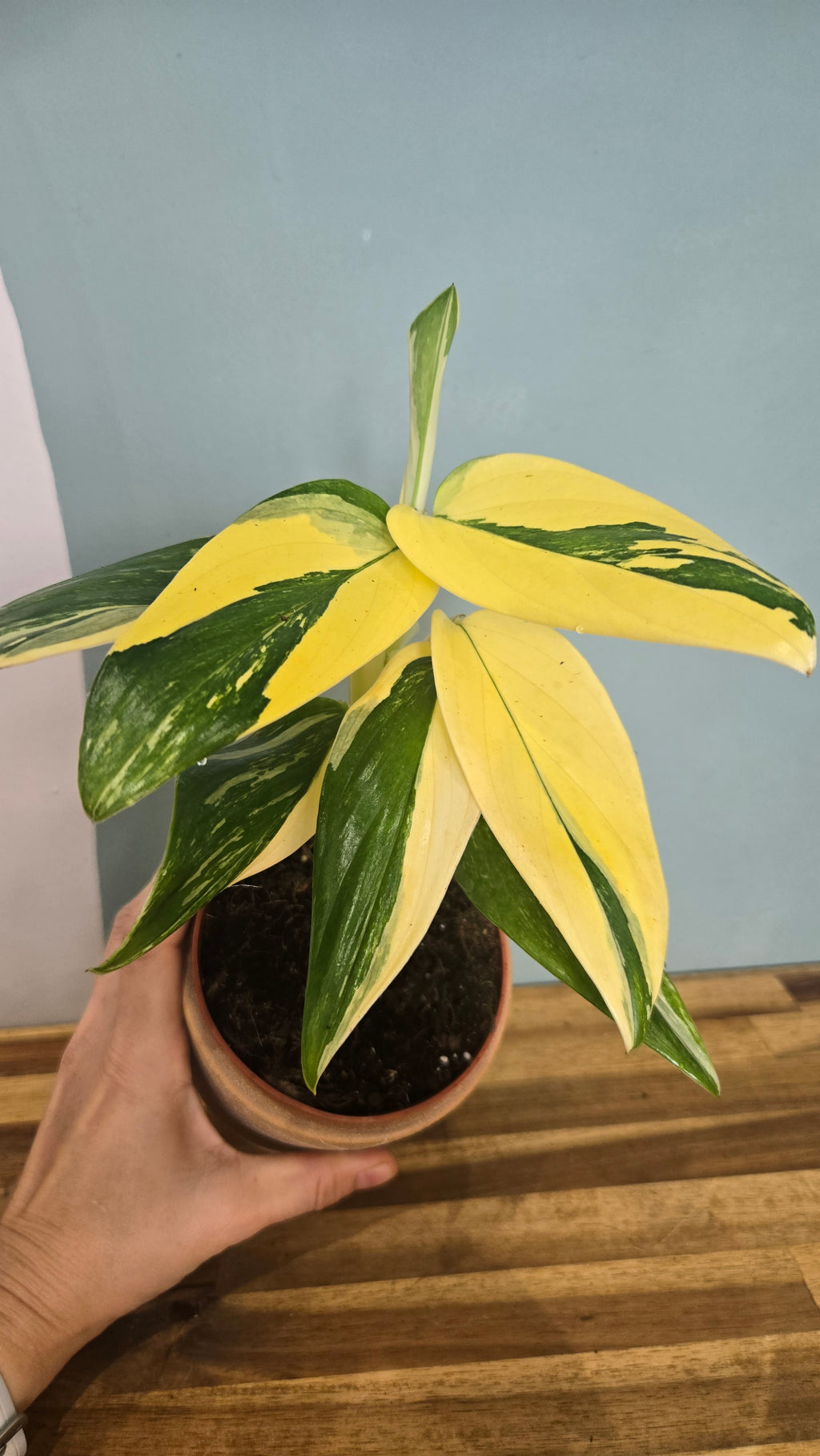 MONSTERA STANDLEYANA VARIEGATA