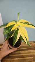 MONSTERA STANDLEYANA VARIEGATA