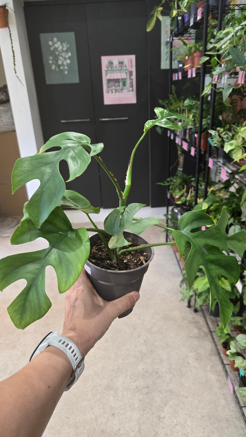 RHAPHIDOPHORA TETRASPERMA