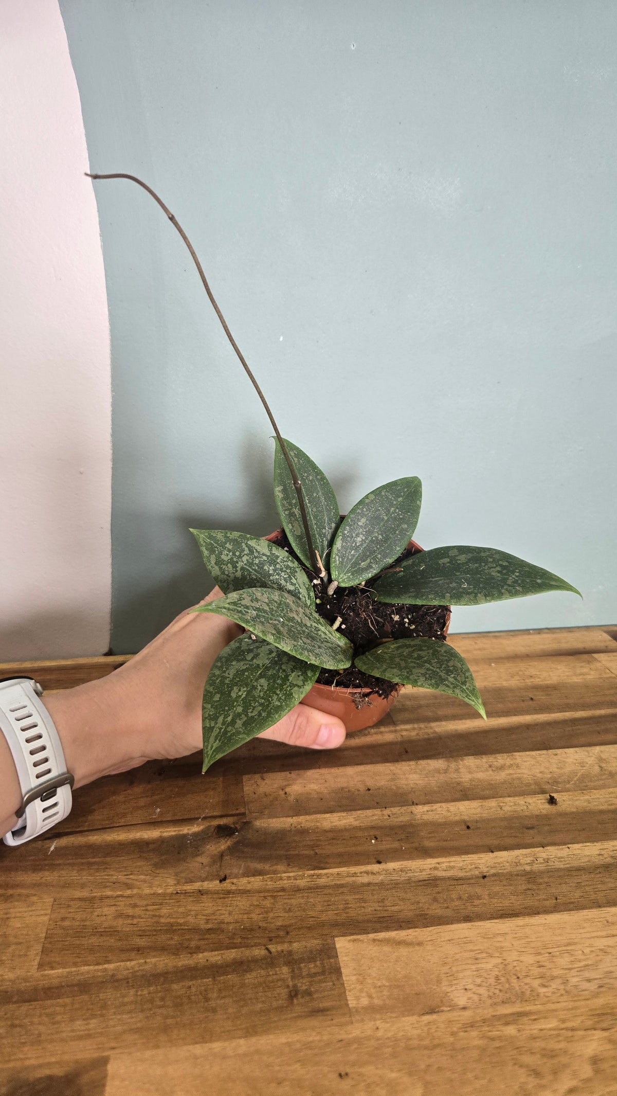 HOYA WIBERGIAE