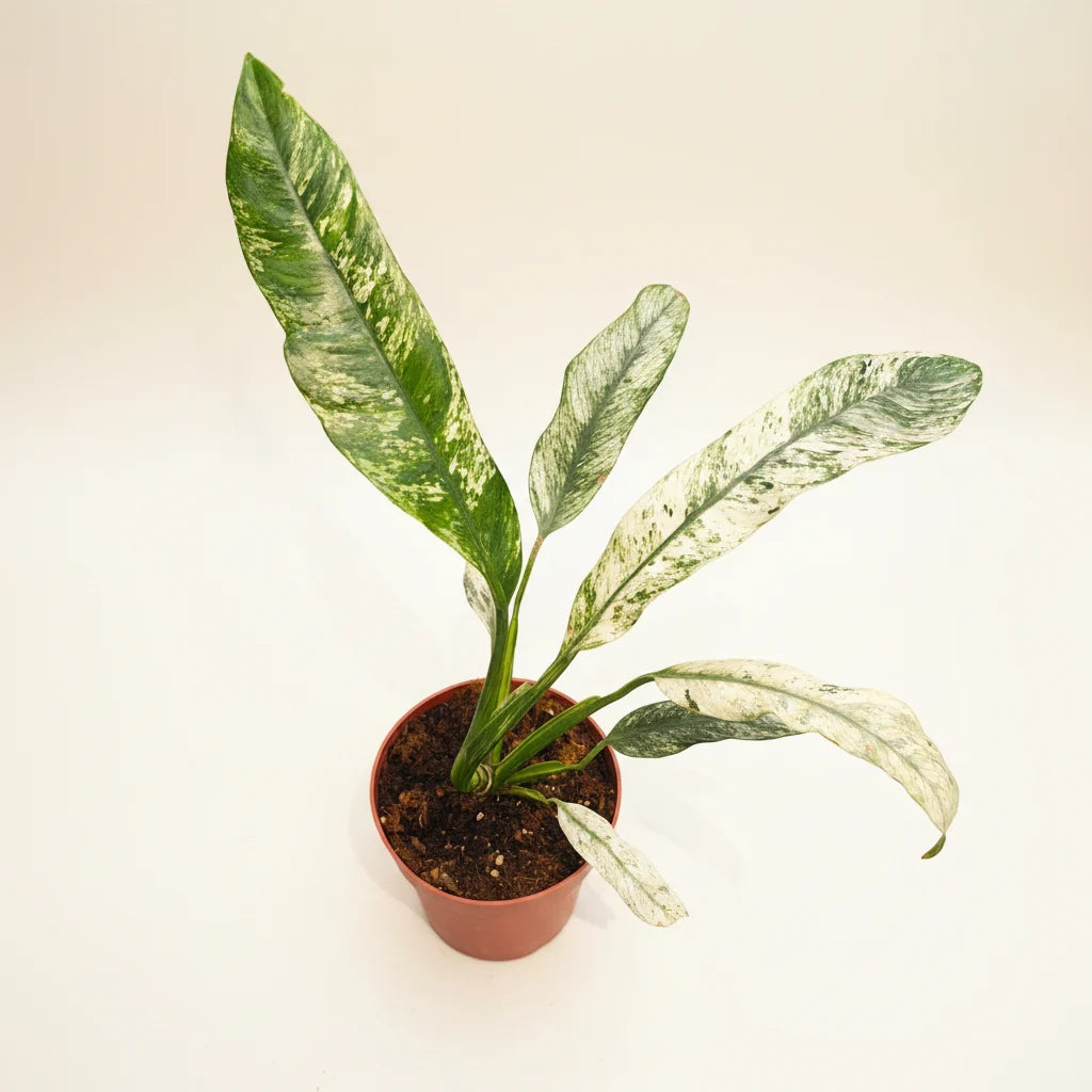 RHAPHIDOPHORA PUBERUELA VARIEGATA