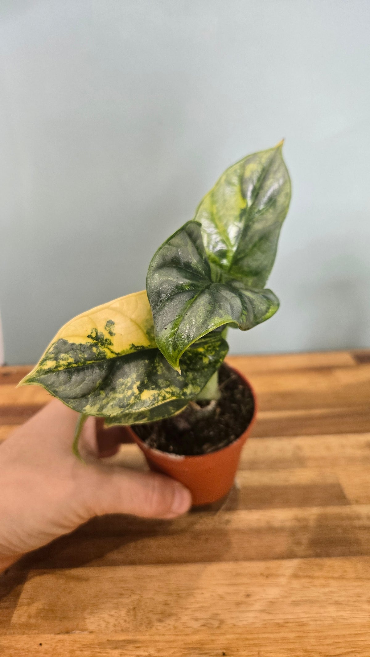 ALOCASIA SILVER DRAGON VARIEGATA