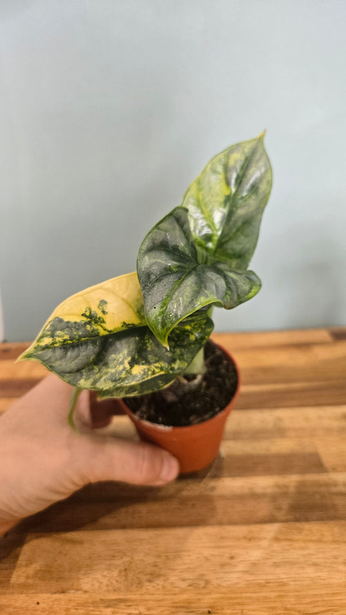 ALOCASIA SILVER DRAGON VARIEGATA