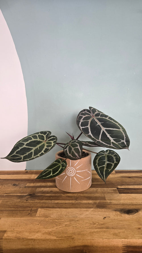ANTHURIUM DOCBLOCK MICHELLE
