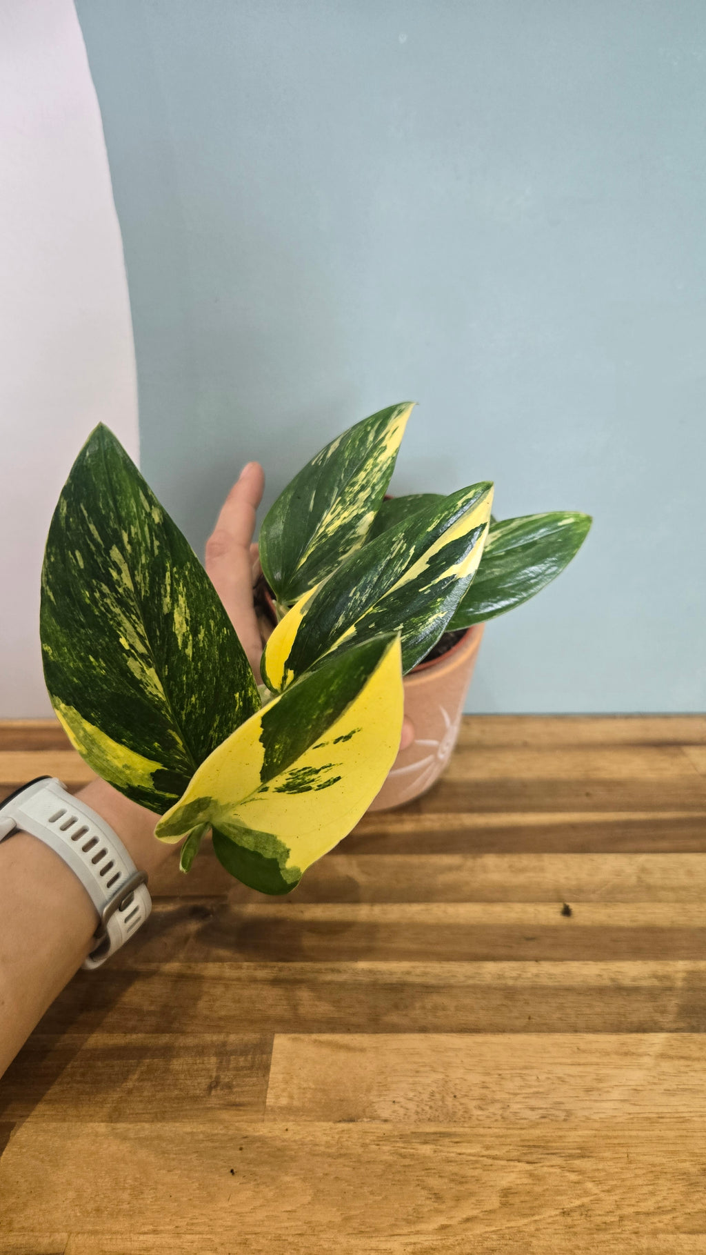 MONSTERA STANDLEYANA VARIEGATA