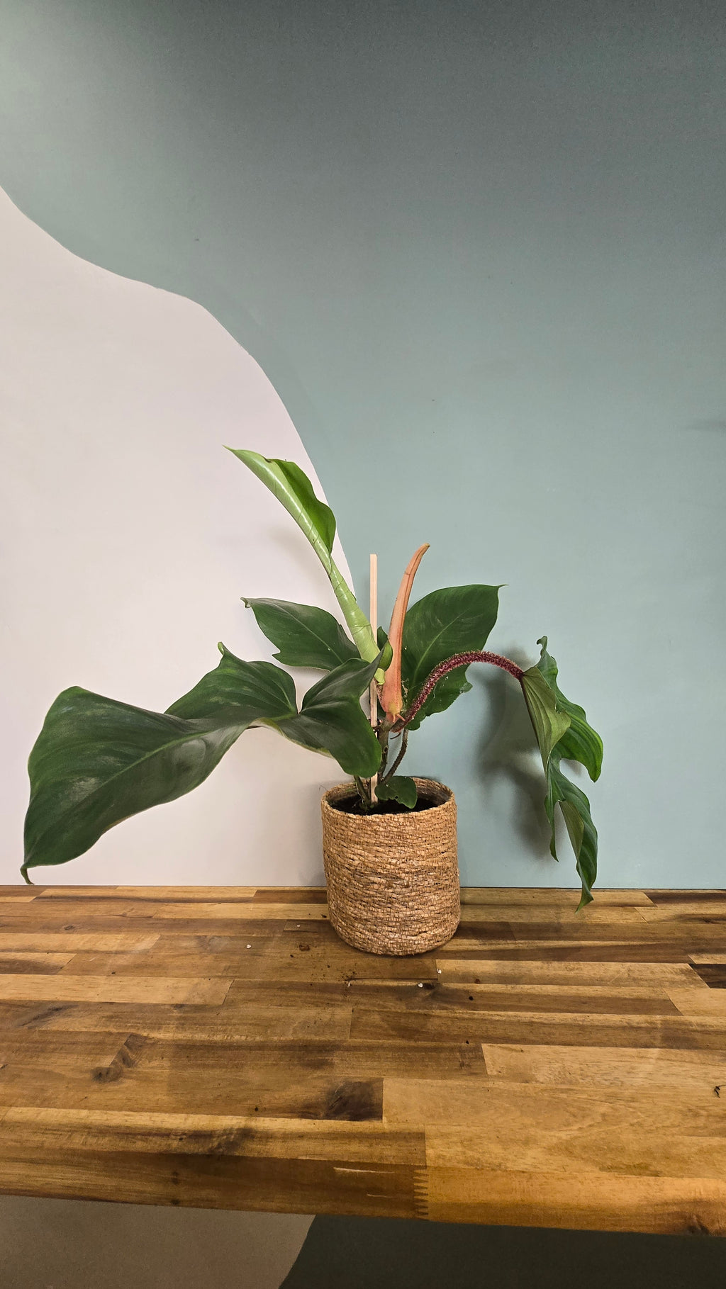 PHILODENDRON SQUAMIFERUM