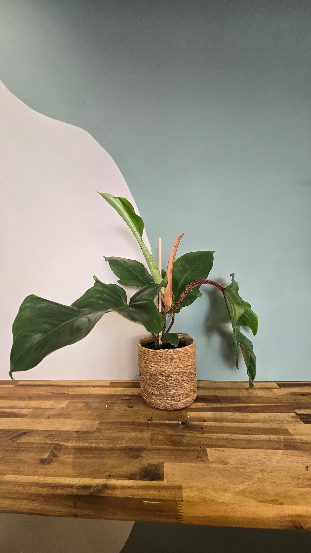 PHILODENDRON SQUAMIFERUM