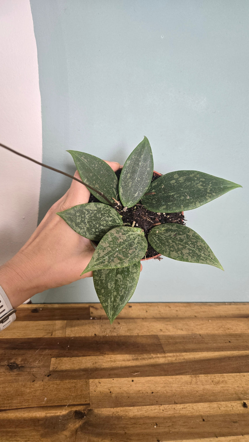 HOYA WIBERGIAE