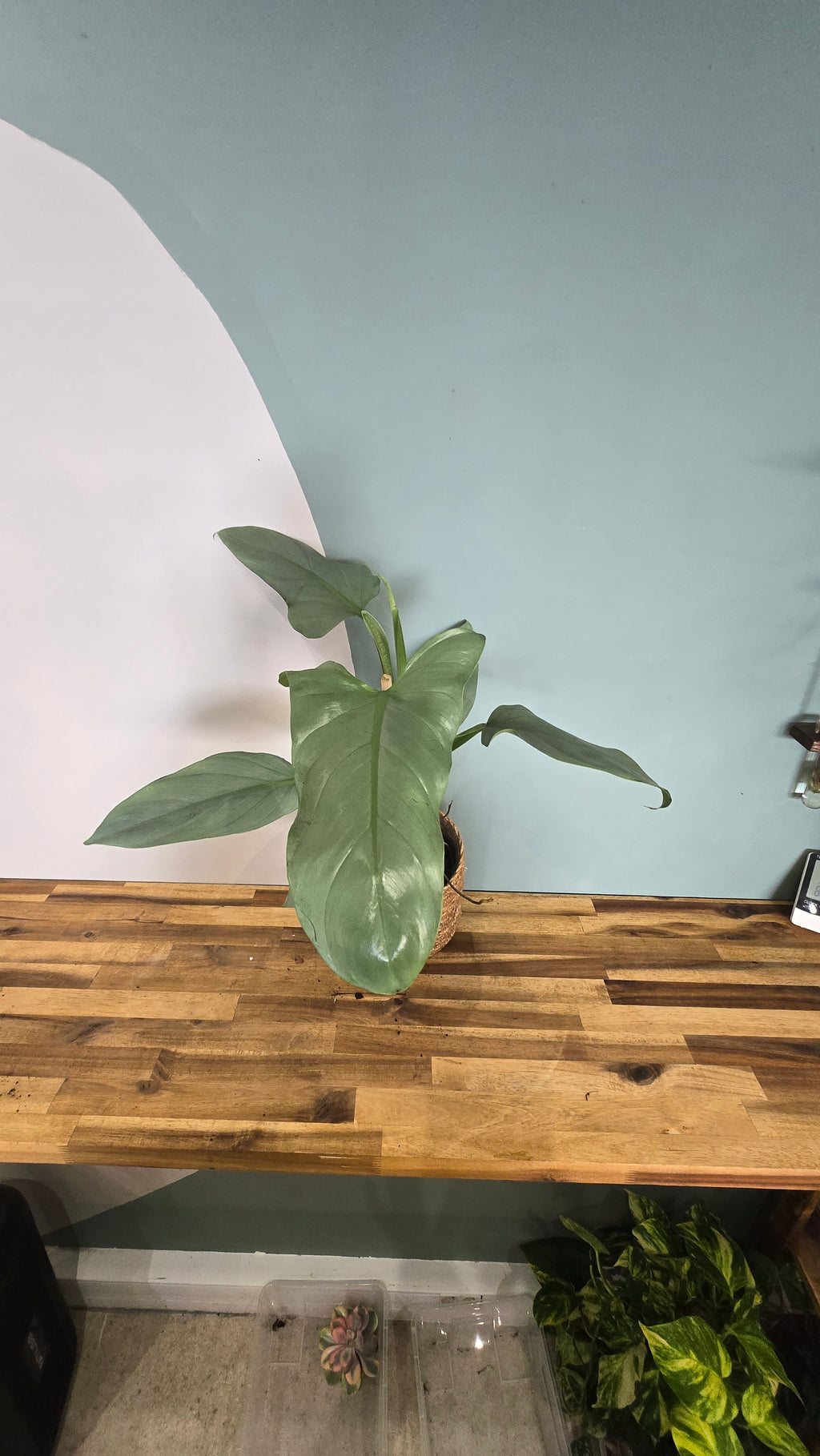 PHILODENDRON HASTATUM