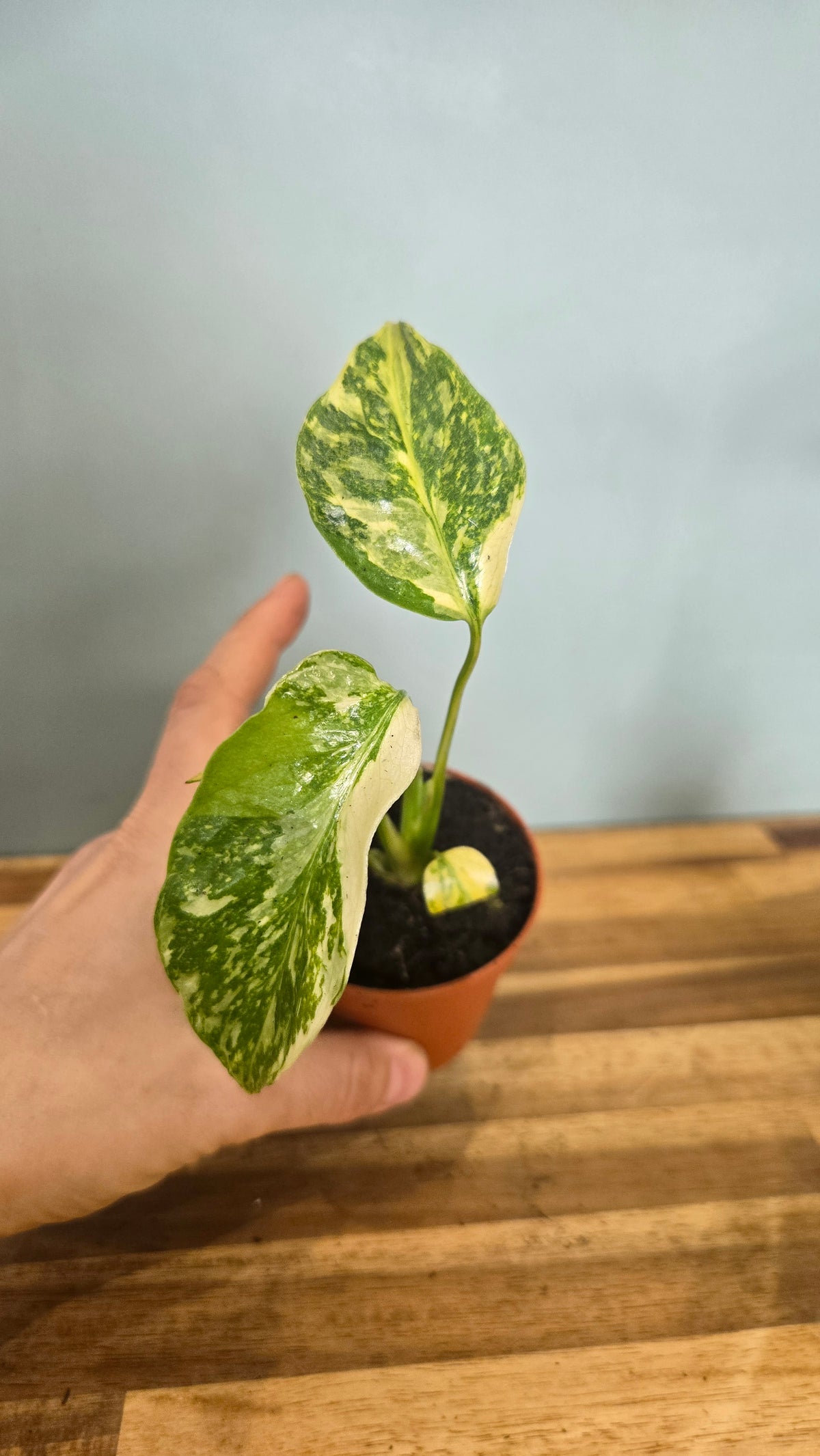 MONSTERA ELECTRO LIGHT