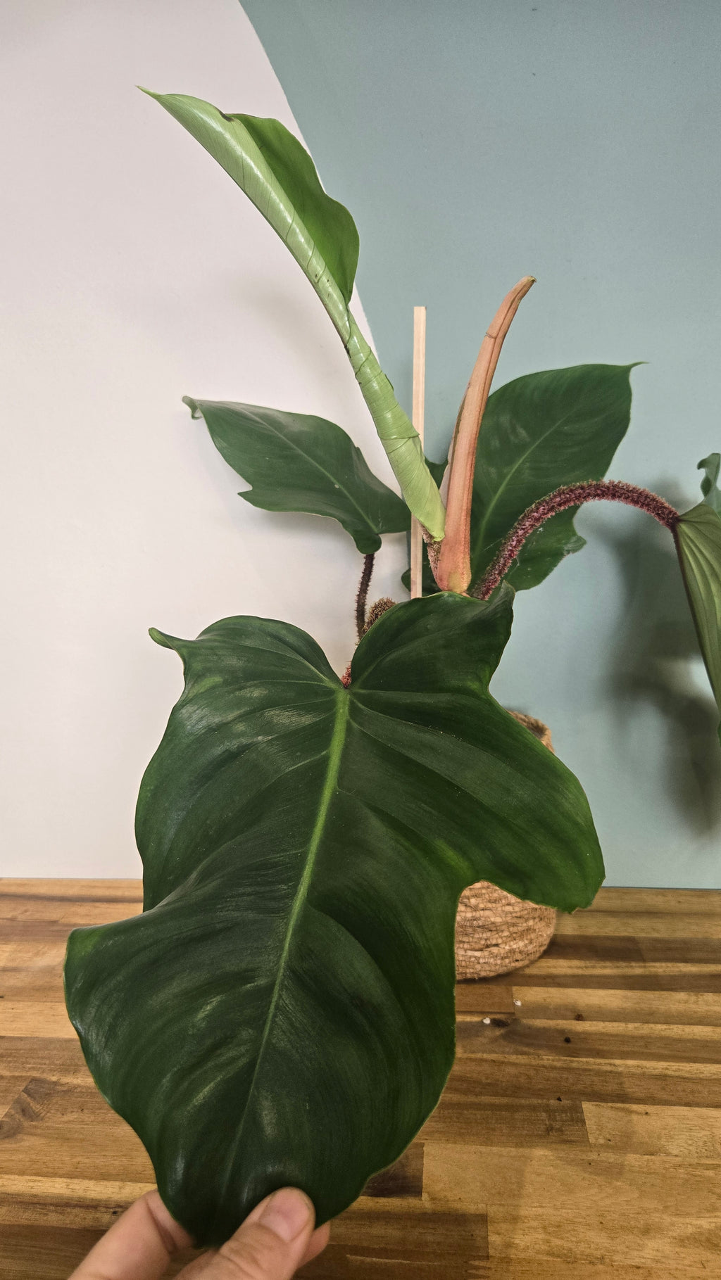 PHILODENDRON SQUAMIFERUM