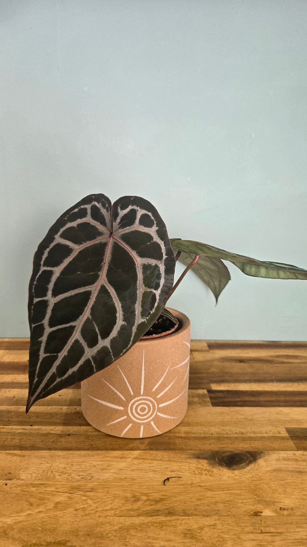 ANTHURIUM DOCBLOCK MICHELLE