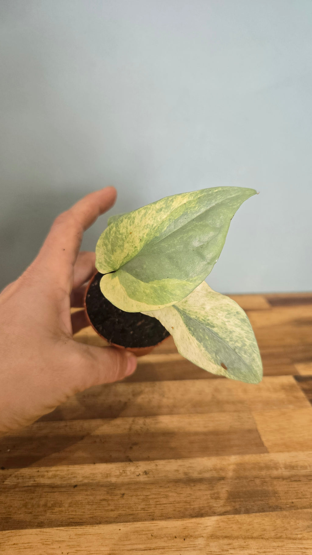 AMYDRIUM MEDIUM SILVER VARIEGATA