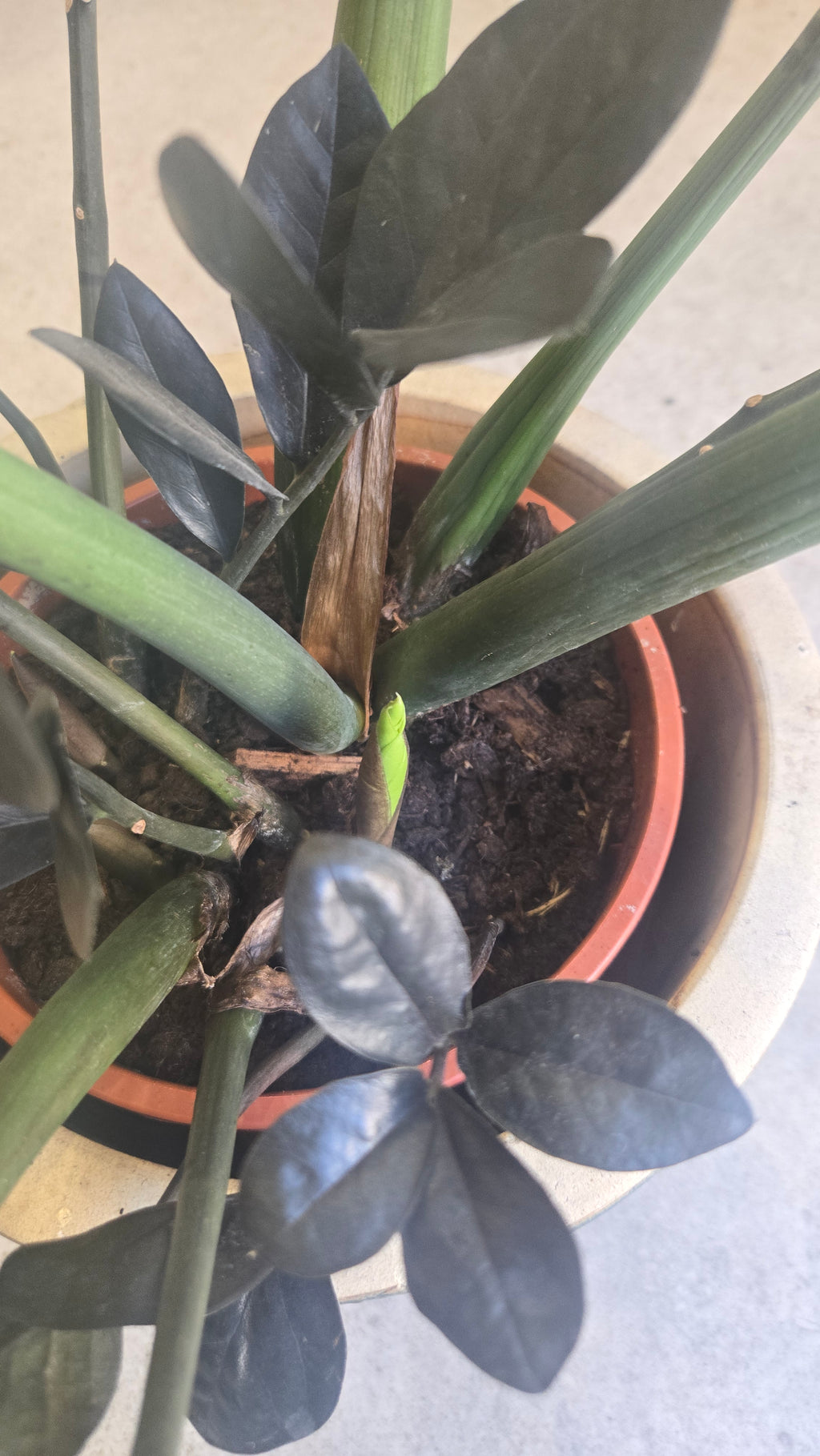 Zamioculcas zamifolia raven