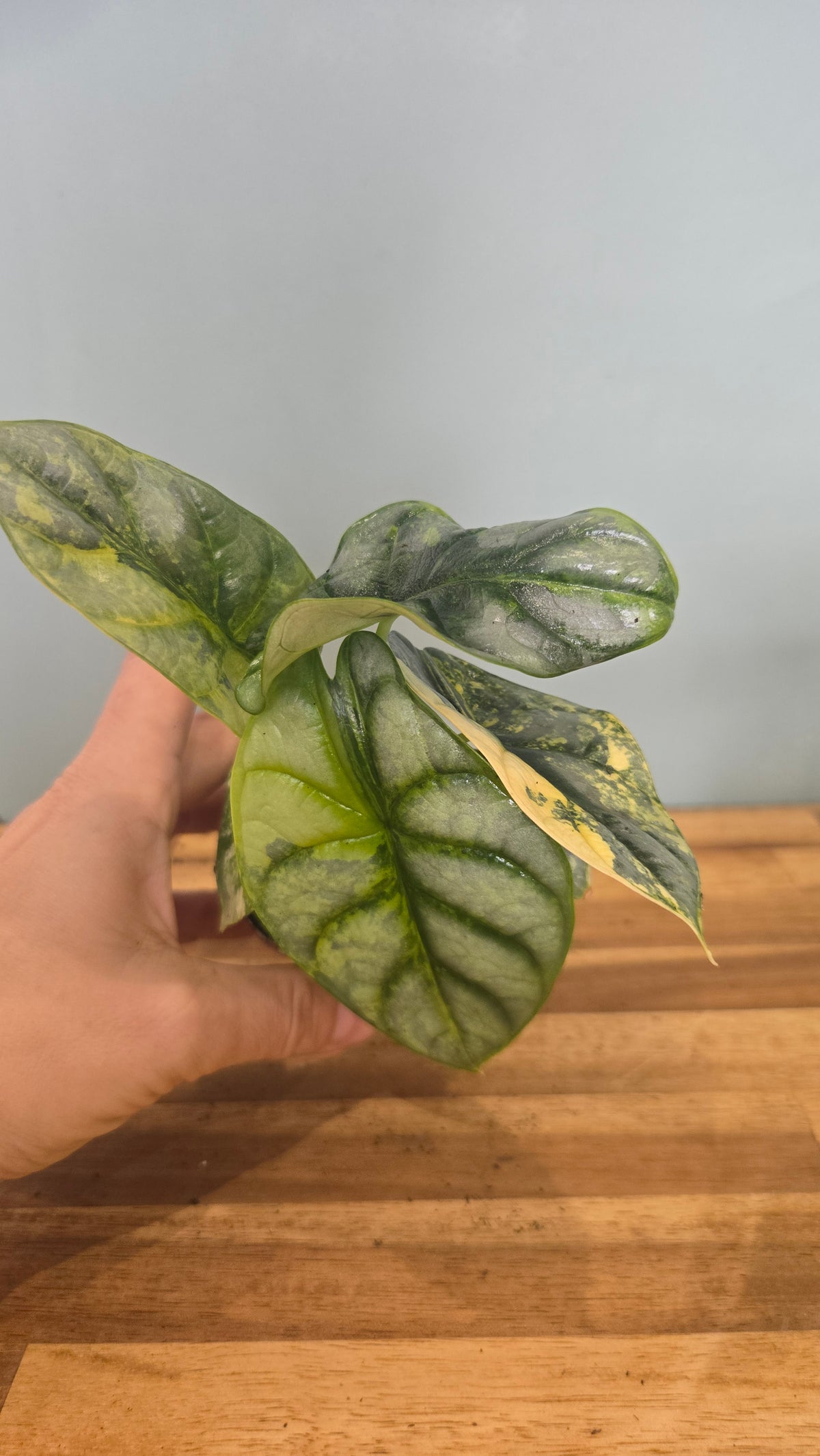 ALOCASIA SILVER DRAGON VARIEGATA
