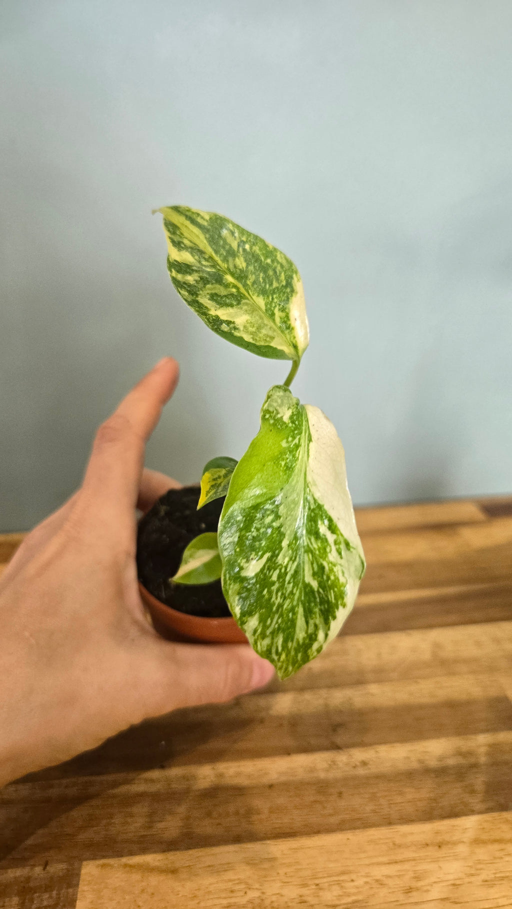 MONSTERA ELECTRO LIGHT