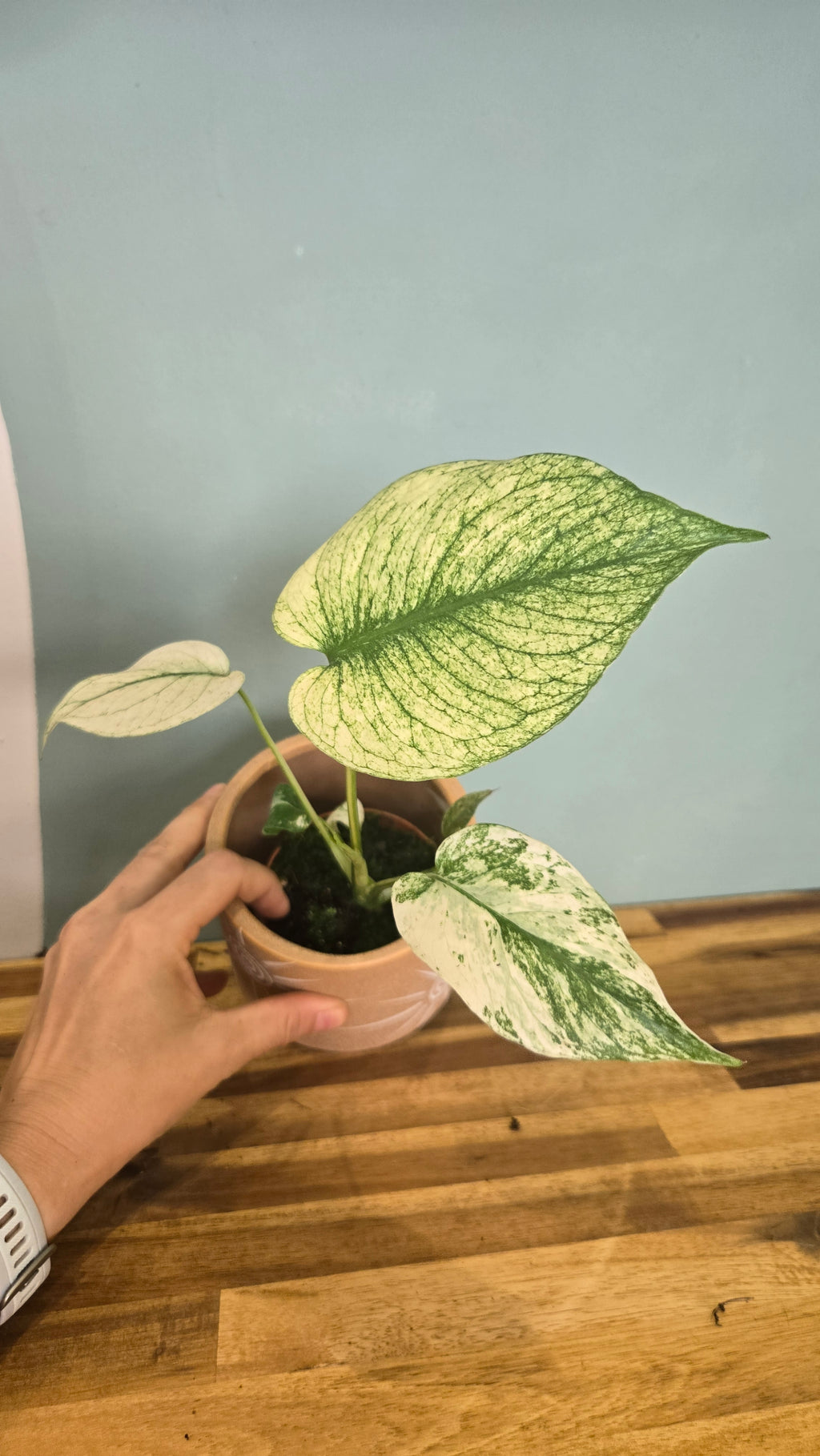 MONSTERA MINT