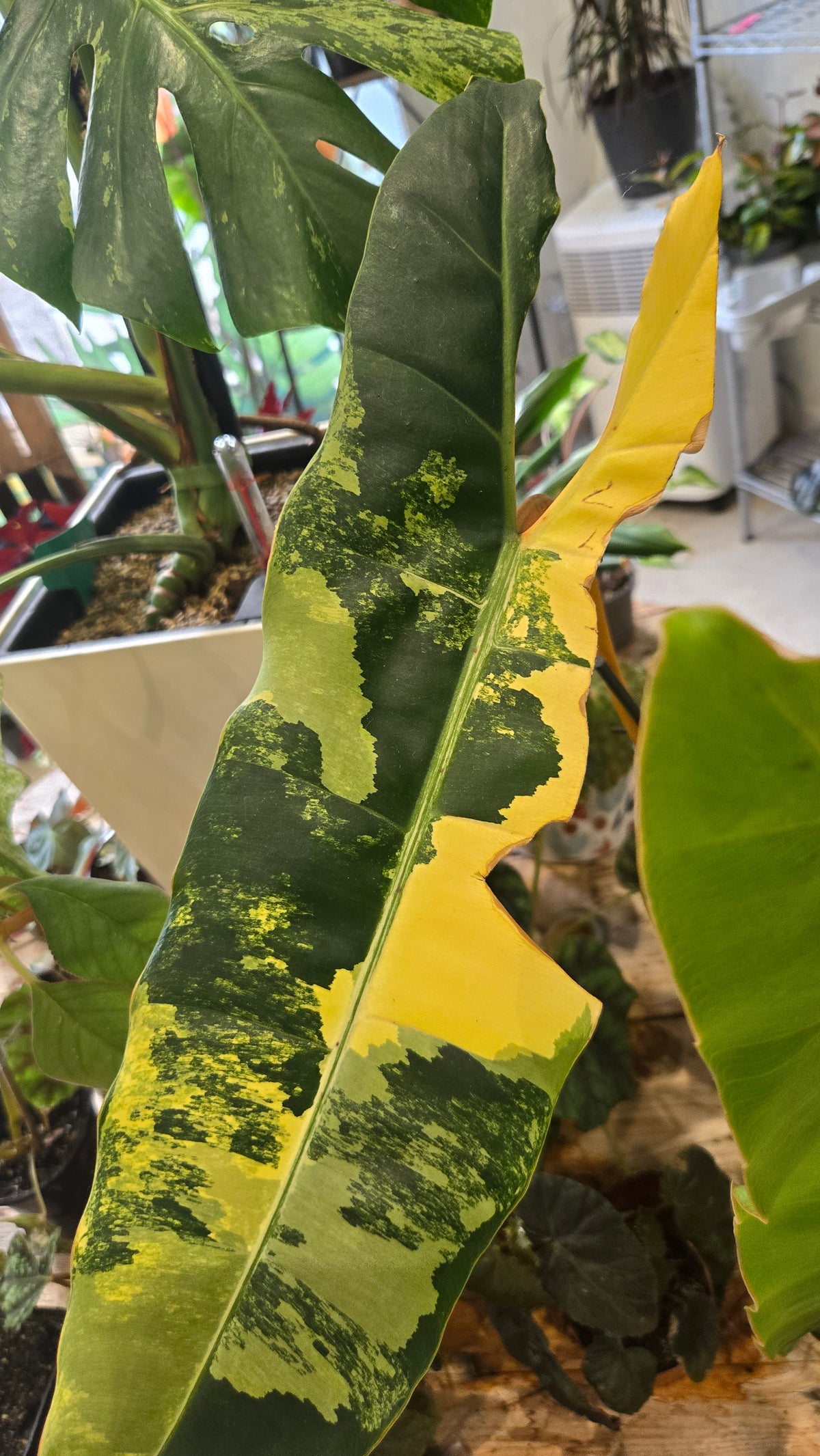 philodendron billitiae variegata