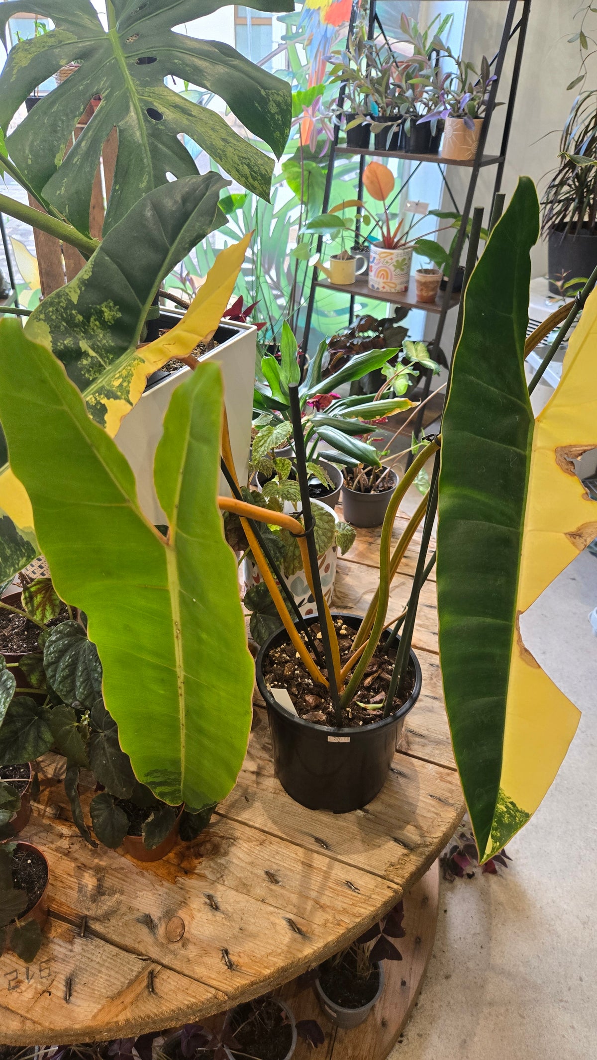 philodendron billitiae variegata