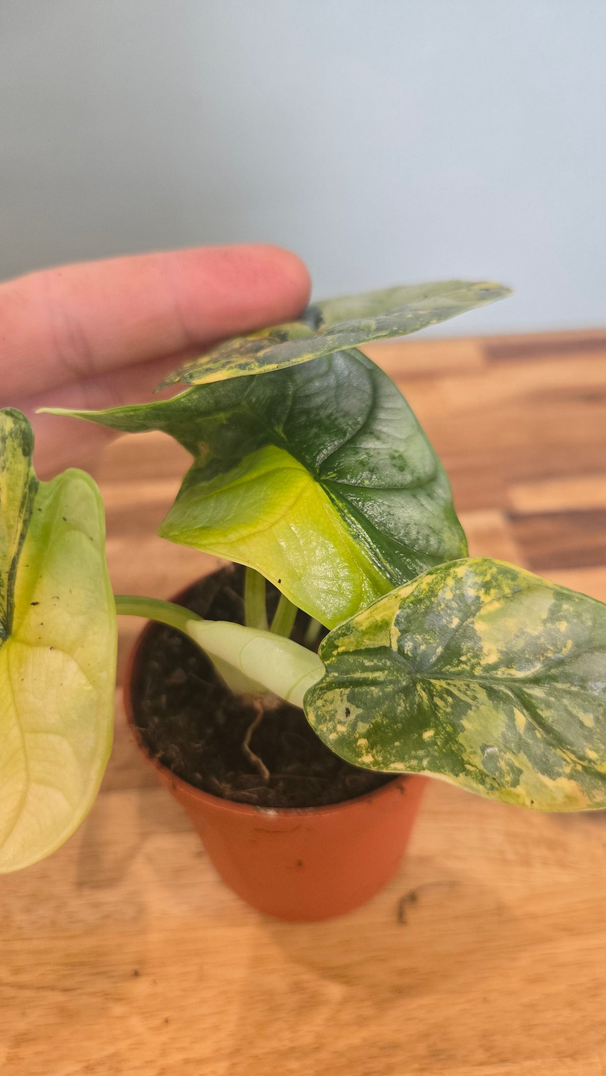 ALOCASIA SILVER DRAGON VARIEGATA