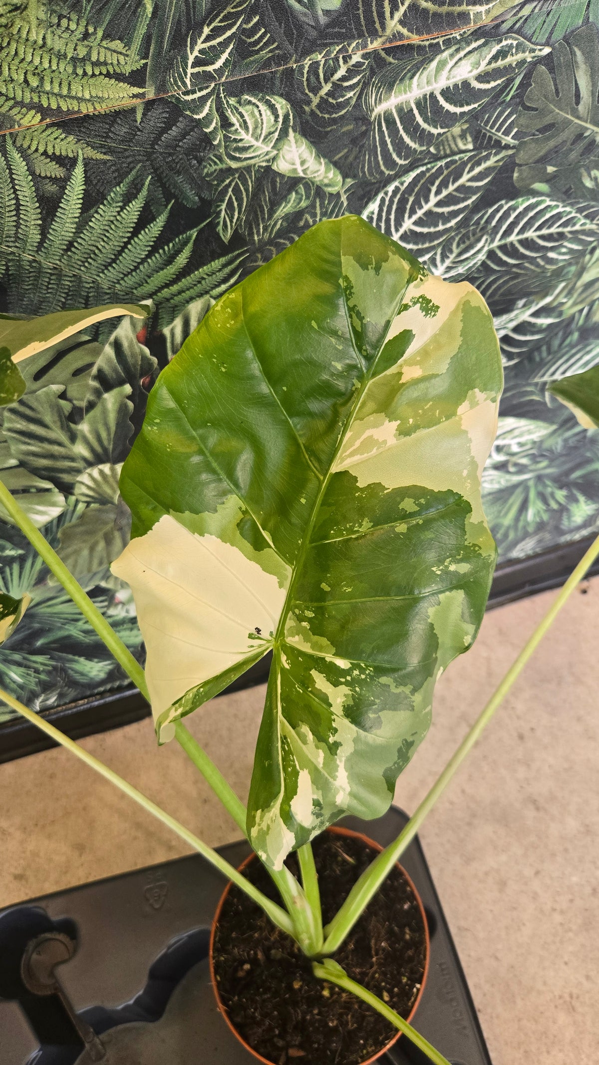 ALOCASIA MACRORRHIZA VARIEGATA