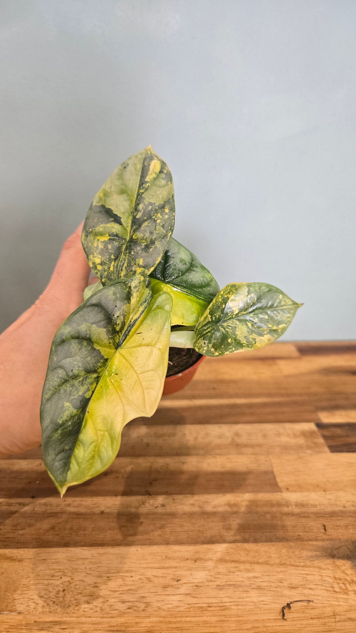 ALOCASIA SILVER DRAGON VARIEGATA