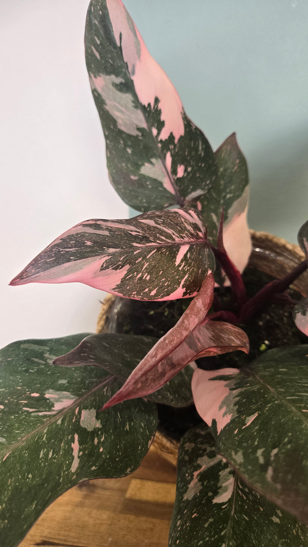 PHILODENDRON PINK PRINCESS MARBLE