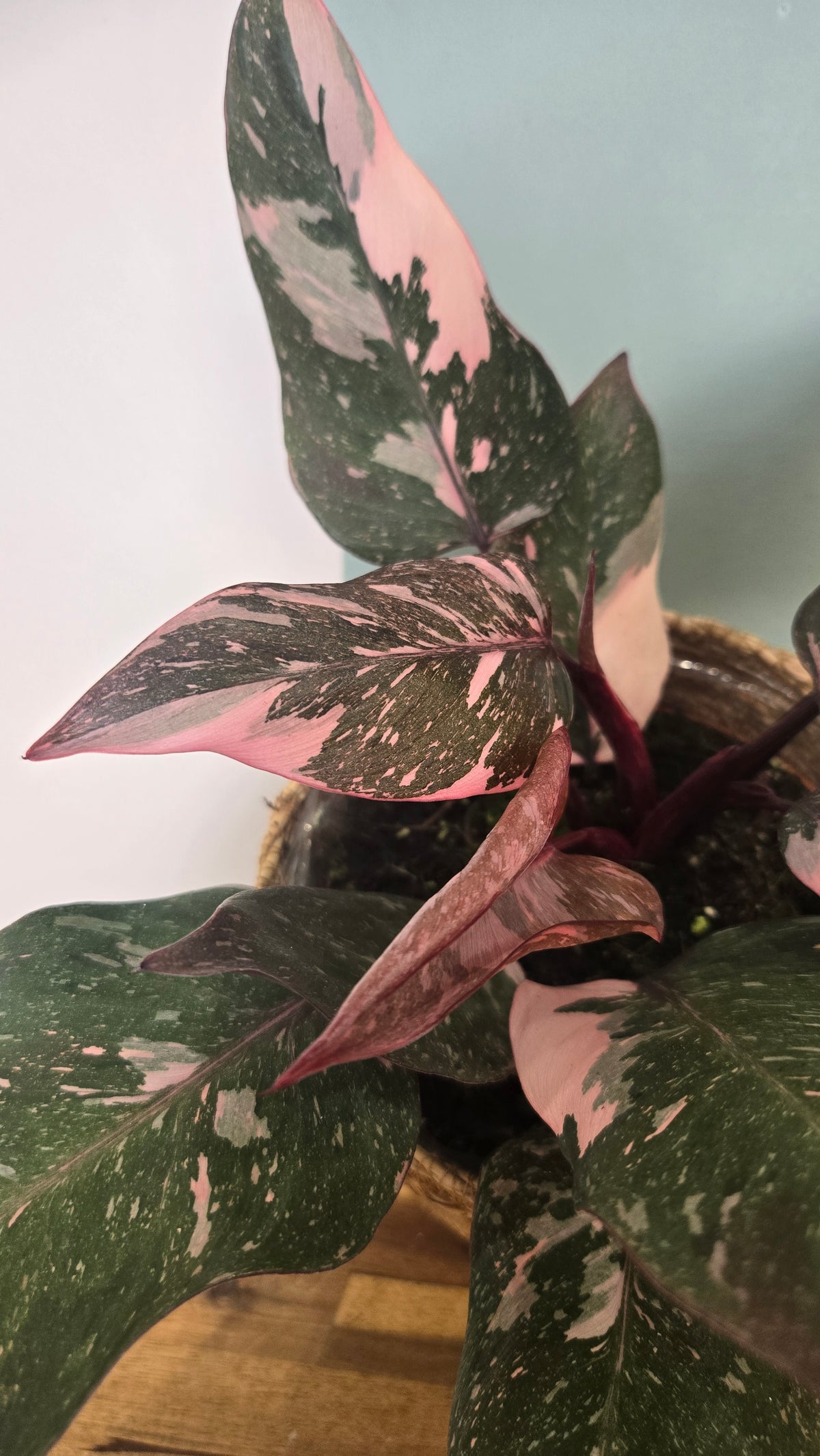 PHILODENDRON PINK PRINCESS MARBLE