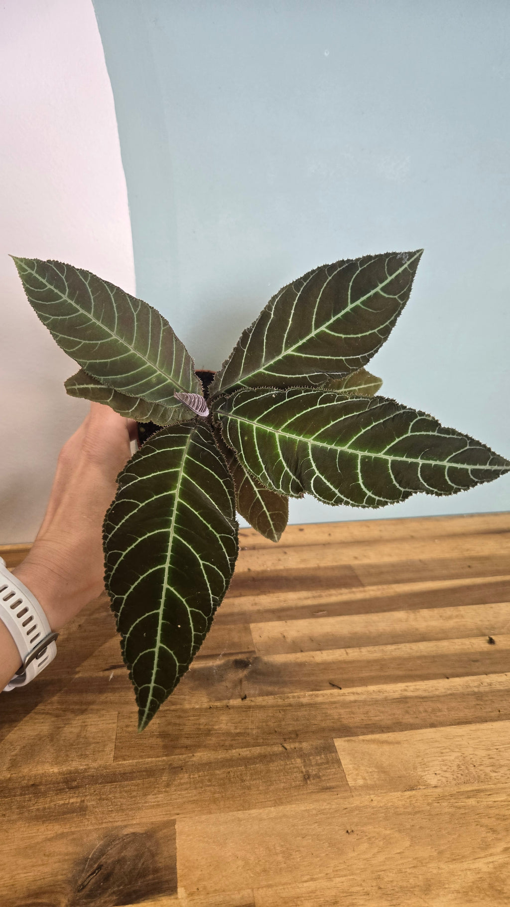 LABISIA GIGANTIFOLIA