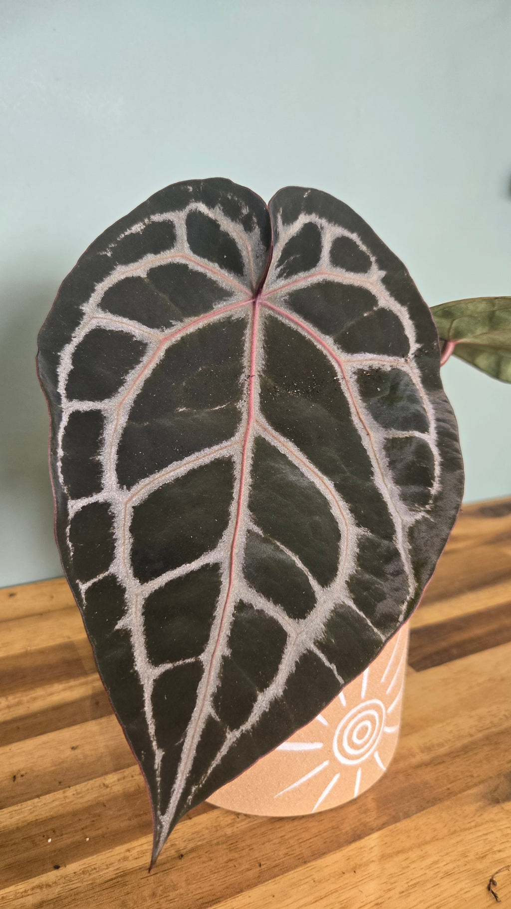 ANTHURIUM DOCBLOCK MICHELLE