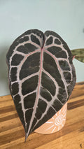 ANTHURIUM DOCBLOCK MICHELLE
