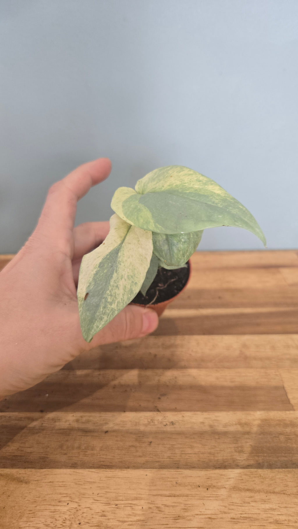 AMYDRIUM MEDIUM SILVER VARIEGATA
