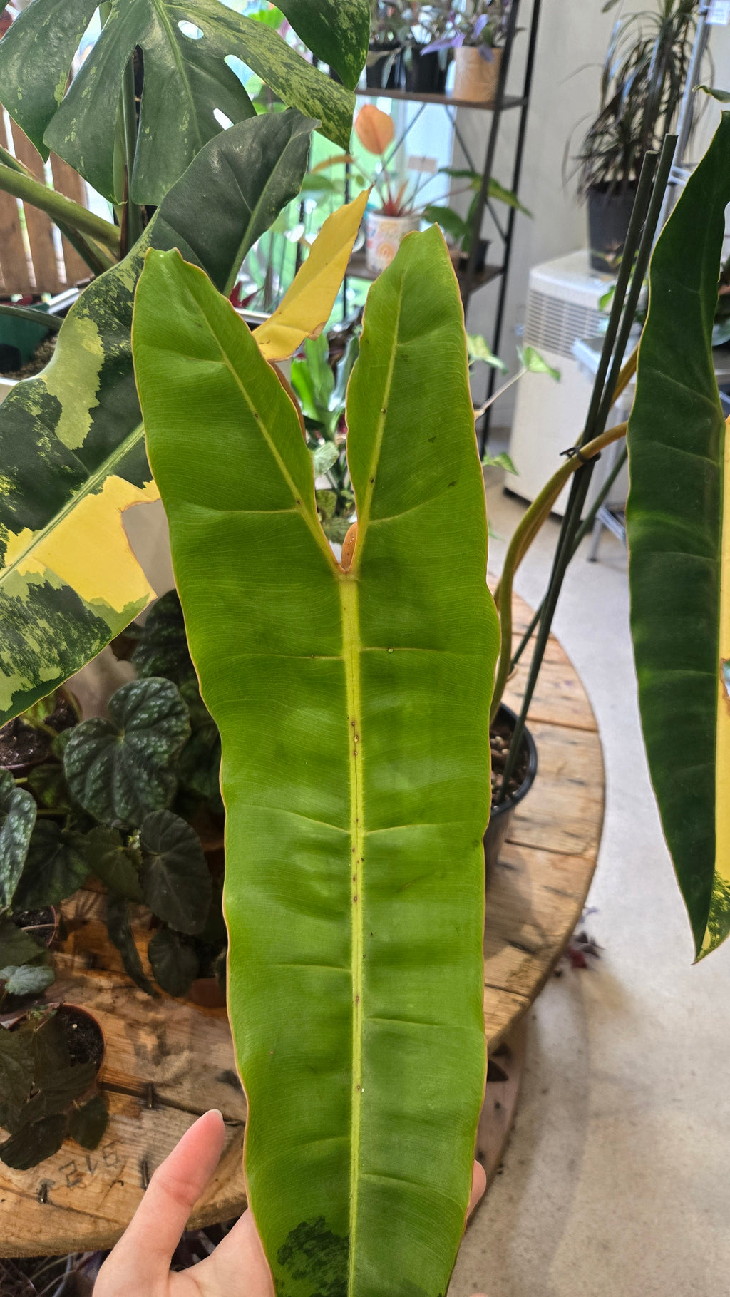 philodendron billitiae variegata