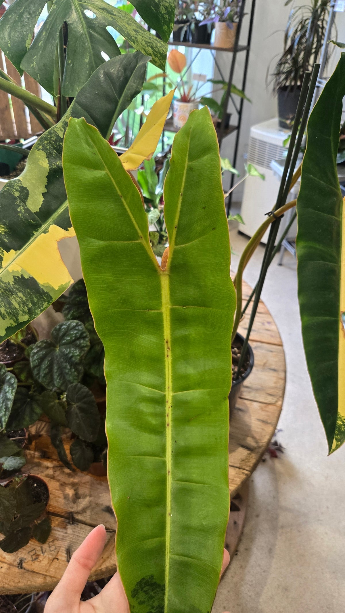 philodendron billitiae variegata