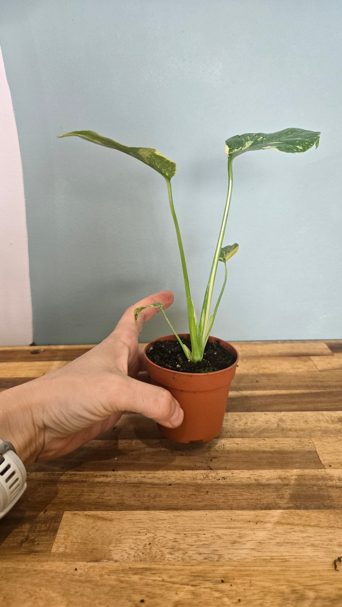 MONSTERA ELECTRO LIGHT